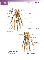 Sobotta Atlas of Human Anatomy  Head,Neck,Upper Limb Volume1 2006, page 179